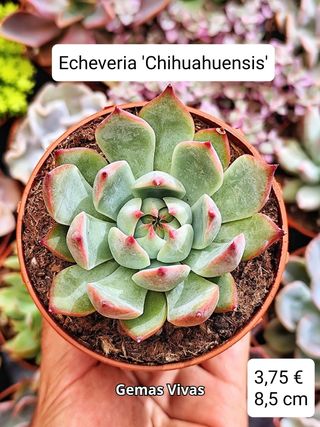 Echeveria Chihuahuensis. Planta suculenta