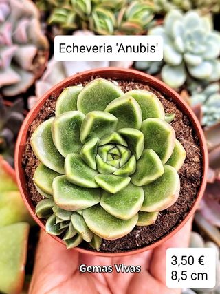 Echeveria 'Anubis'. Planta Suculenta