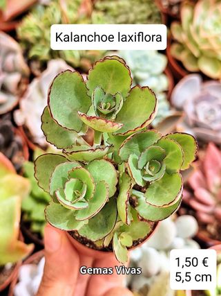 Kalanchoe laxiflora. Planta suculenta