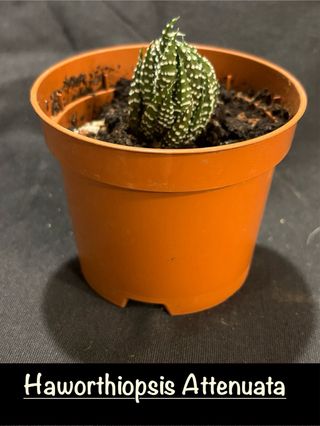 Planta Suculenta Haworthiopsis  Attenuata