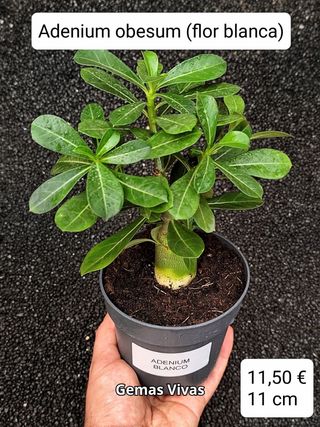 Adenium obesum (flor blanca). Planta