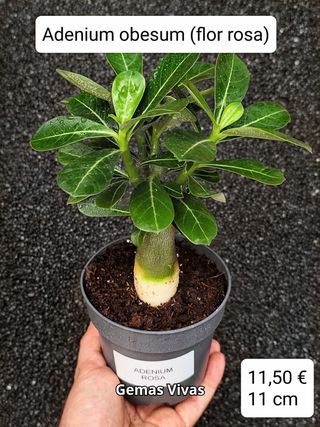 Adenium obesum (flor rosa). Planta
