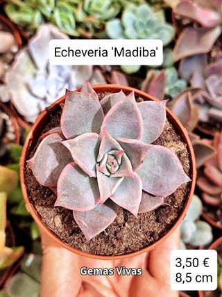 Echeveria 'Madiba'. Planta Suculenta