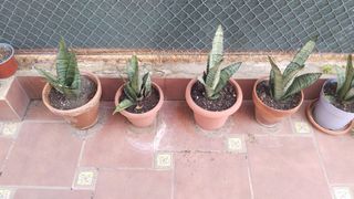 Plantas de interior Sansevieria
