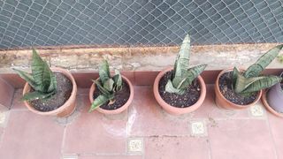 Plantas de interior Sansevieria