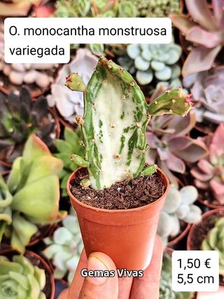 Opuntia Monacantha Monstruosa Variegada. Planta