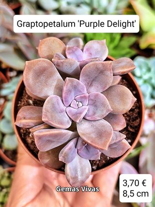 Graptopetalum 'Purple Delight'. Planta suculenta