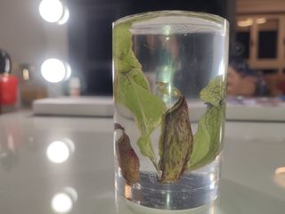 Plantas Carnívoras en Resina
