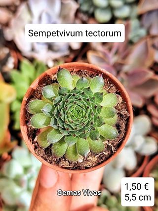 Sempervivum tectorum. Planta Suculenta