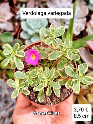 Verdolaga Variegada (flor rosa). Planta suculenta