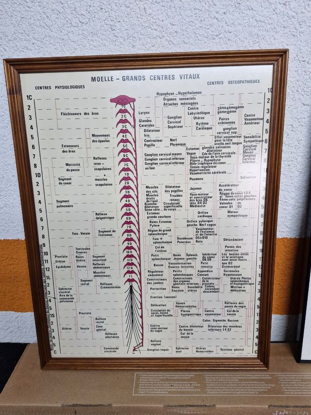Lámina Vintage Centros Nerviosos Columna
