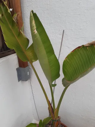 Lote: XL Plantas Exteriores