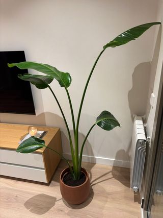 Planta natural Nicolai