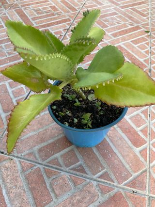 Kalanchoe daigremontiana/madre di migliaia