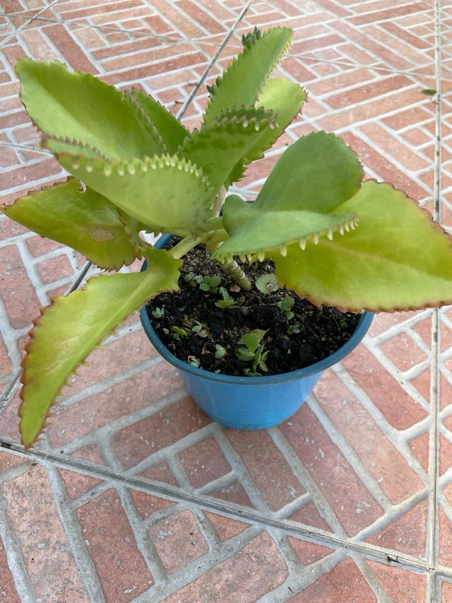 Kalanchoe daigremontiana/madre di migliaia