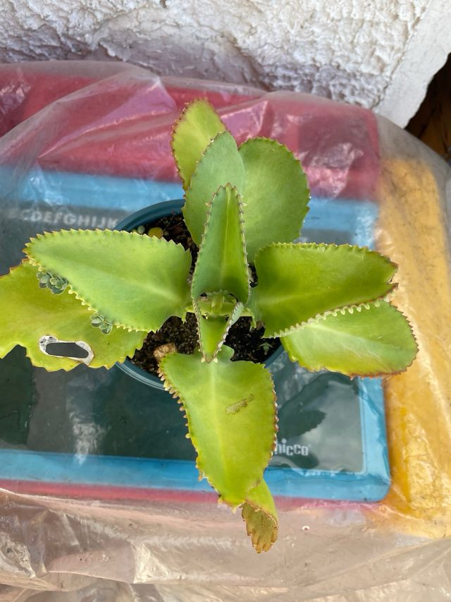 Kalanchoe daigremontiana/madre di migliaia