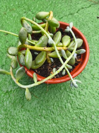 Planta suculenta colgante