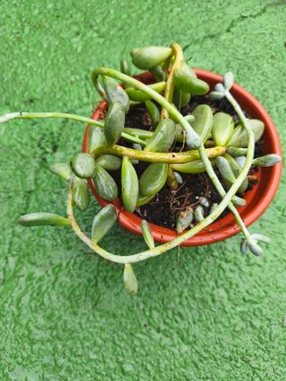 Planta suculenta colgante