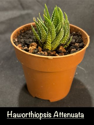 Planta Suculenta Haworthiopsis Attenuata