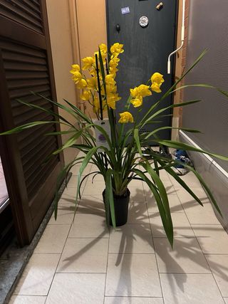 Orchidea Cymbidium Gialla
