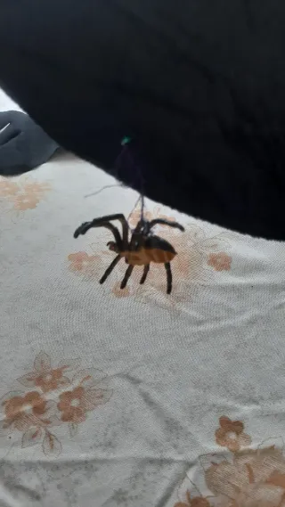 Disfraz Bruja Talla Única Negro