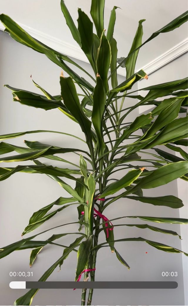 Pianta Dracena