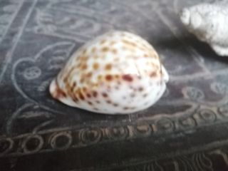 Conjunto 2 Búzios Pedra