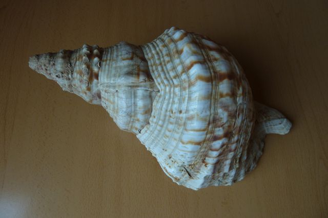 Caracola 30cm Cádiz Años 80 (1)