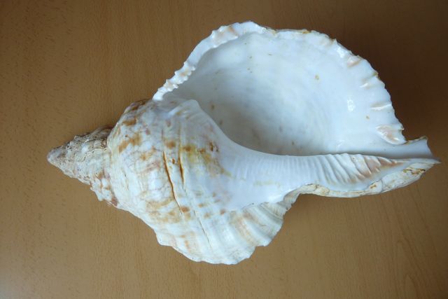 Caracola 30cm Cádiz Años 80 (1)