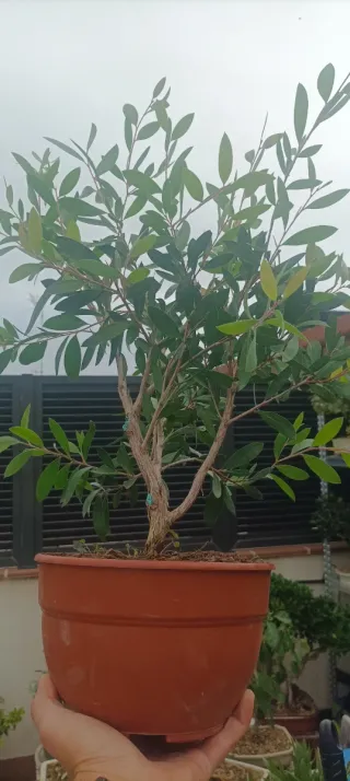 Bonsái Callistemon.Prebonsai