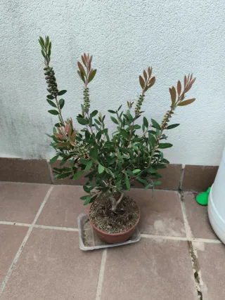 Bonsái Callistemon.Prebonsai