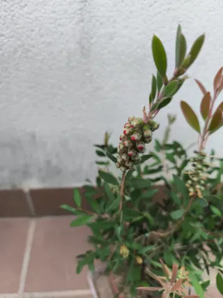 Bonsái Callistemon.Prebonsai