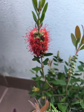 Bonsái Callistemon.Prebonsai