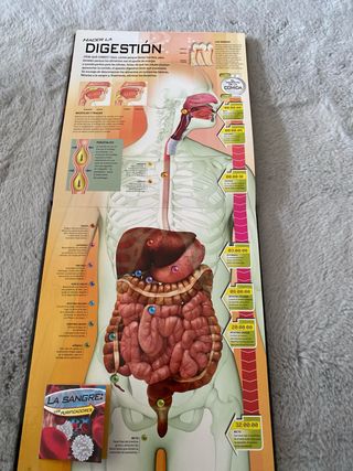 El increíble cuerpo humano: Un viaje interactiv...