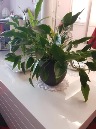 Vaso ceramica nero per piante