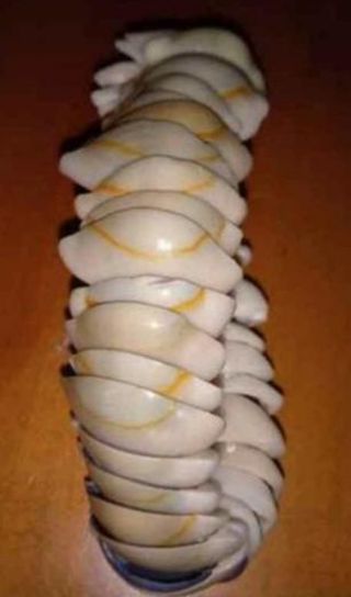 Pulsera elástica de conchas