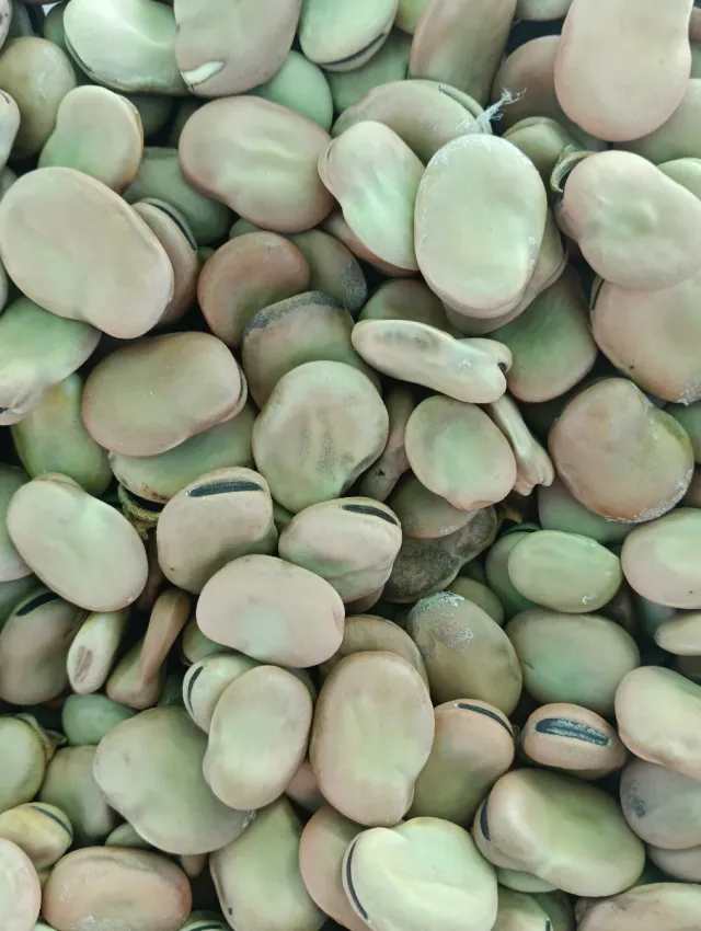 Semillas de habas Muchamiel