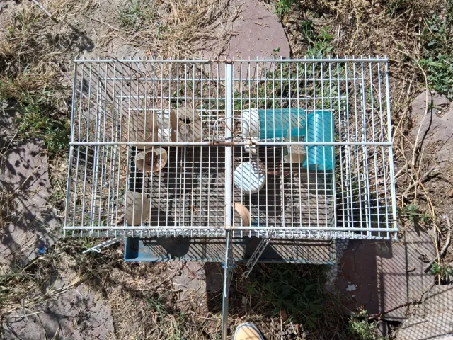 Jaula para pájaros (periquitos, canarios)