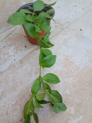 Hoya heuschkeliana con flor