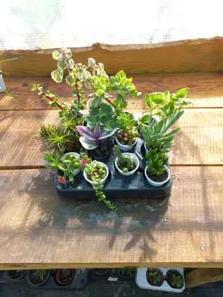 Lote basic 12 Plantas Variadas