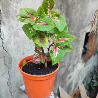 Pianta da interno multicolore