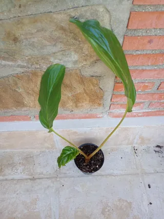 Tacca Negra Planta