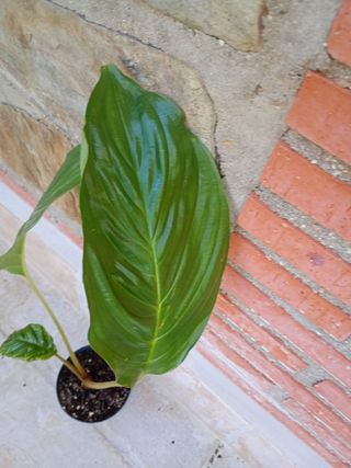 Tacca Negra Planta