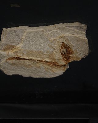 Fósil de pez en matriz