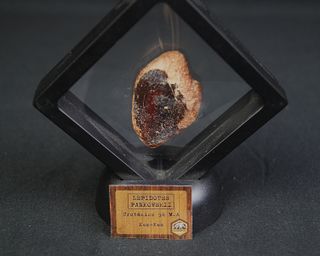 Escama Fósil Lepidotes Pankowskii Cretácico