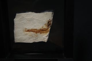 Fósil de pez en matriz