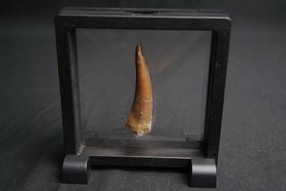 Fósil de Plesiosaurio