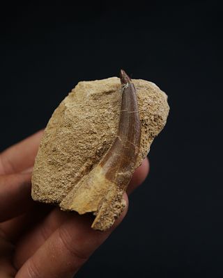 Fósil  Plesiosaurio