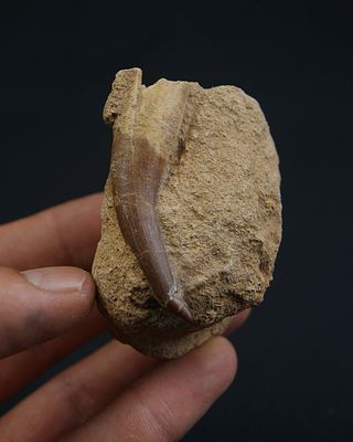 Fósil  Plesiosaurio