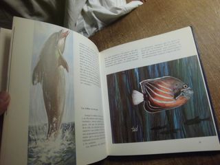 EL MISTERIOSO MUNDO DE LOS PECES EVEREST 1981